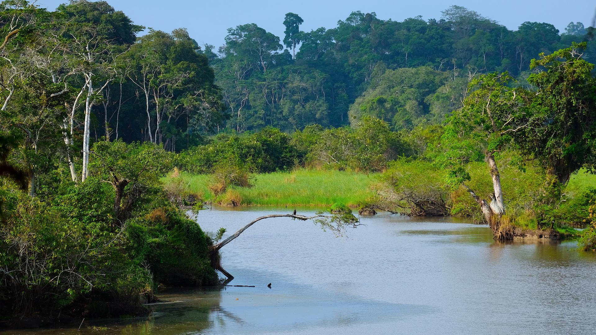 Akaka im Loango Nationalpark