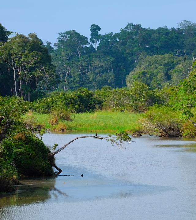 Akaka im Loango Nationalpark