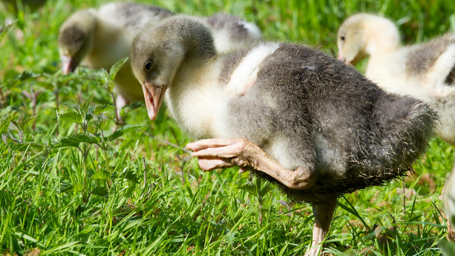 Drei Gänse-Küken laufen durchs Gras. Das hellgraue Küken im Vordergrund steht nur auf einem Bein und hat das andere Bein angewinkelt am Körper.