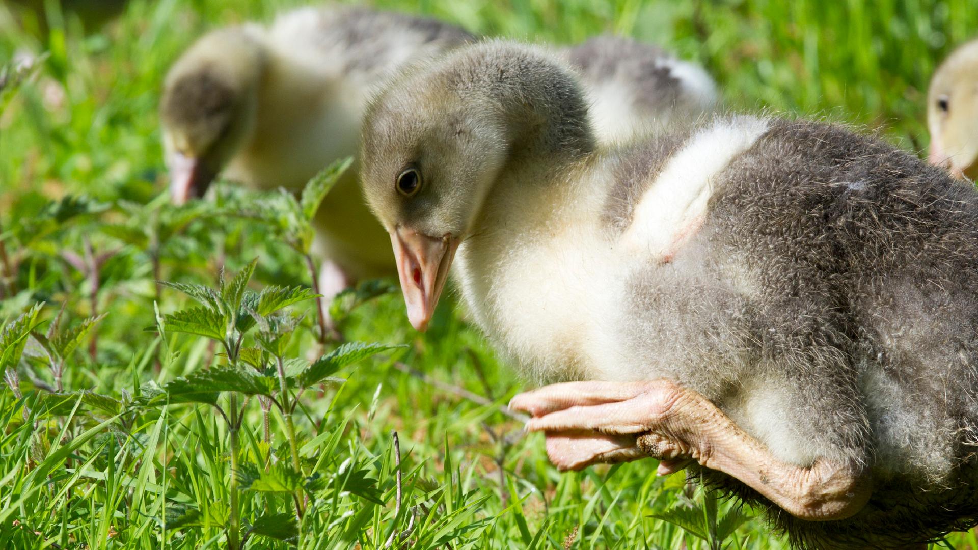 Drei Gänse-Küken laufen durchs Gras. Das hellgraue Küken im Vordergrund steht nur auf einem Bein und hat das andere Bein angewinkelt am Körper.