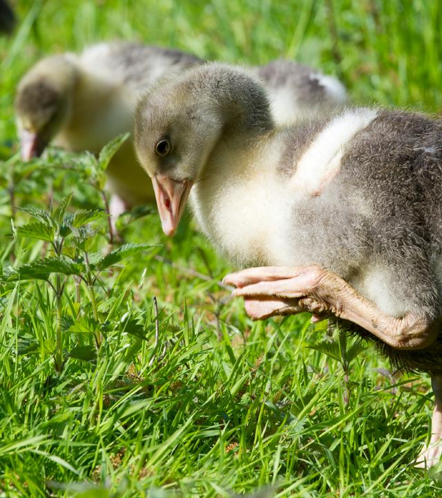Drei Gänse-Küken laufen durchs Gras. Das hellgraue Küken im Vordergrund steht nur auf einem Bein und hat das andere Bein angewinkelt am Körper.