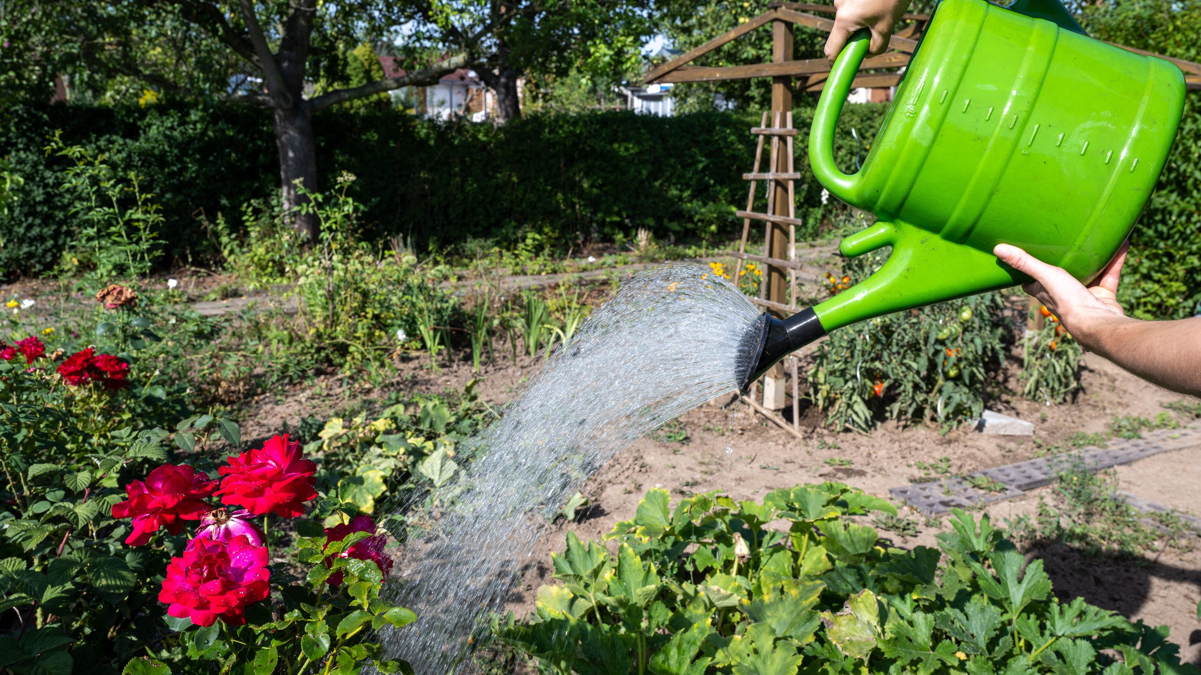 Eine Frau gießt ein Gemüsebeet in einem Kleingarten in Leipzig. (Archivbild)