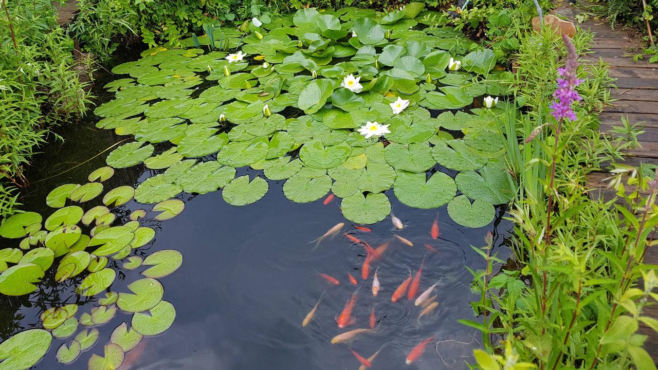 Gartengestaltung mit Wasser - ZDFmediathek