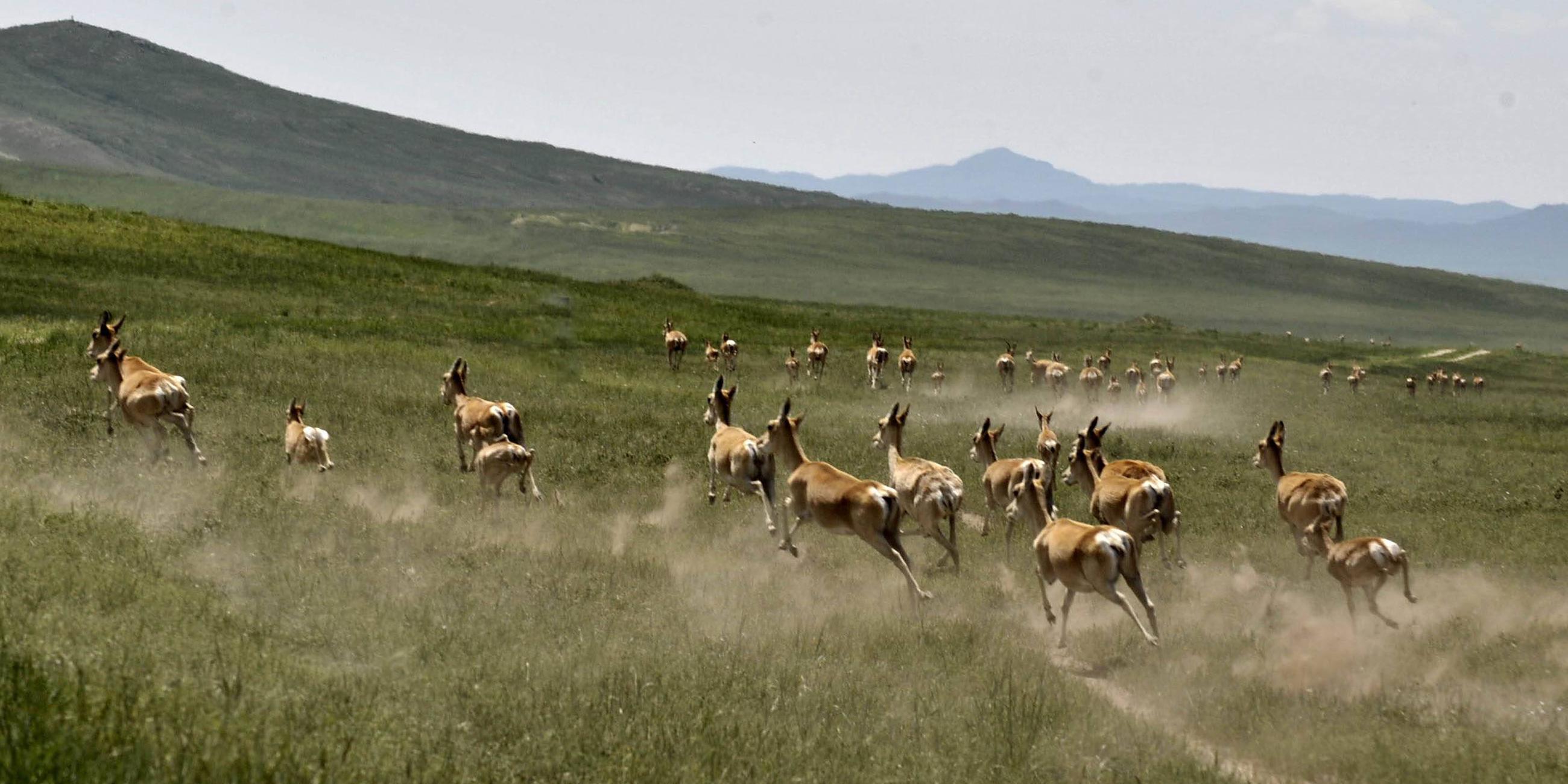 Mongolische Gazellen im Xilin Gol-Grasland - Innere Mongolei, aufgenommen am 24.07.2008