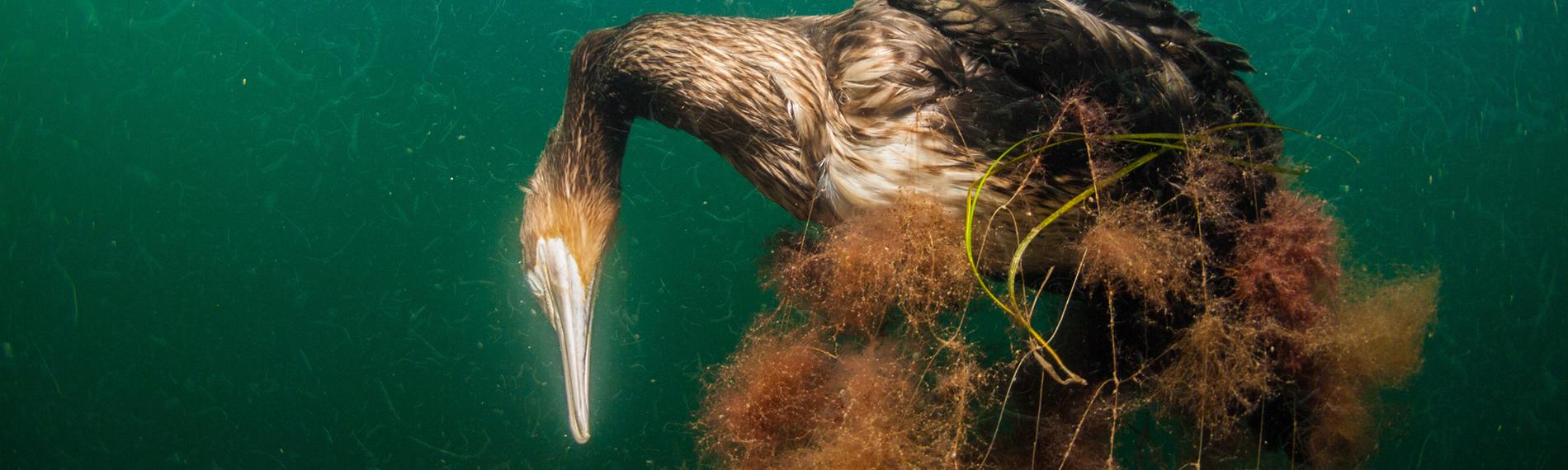 Toter Kormoran im Geisternetz.