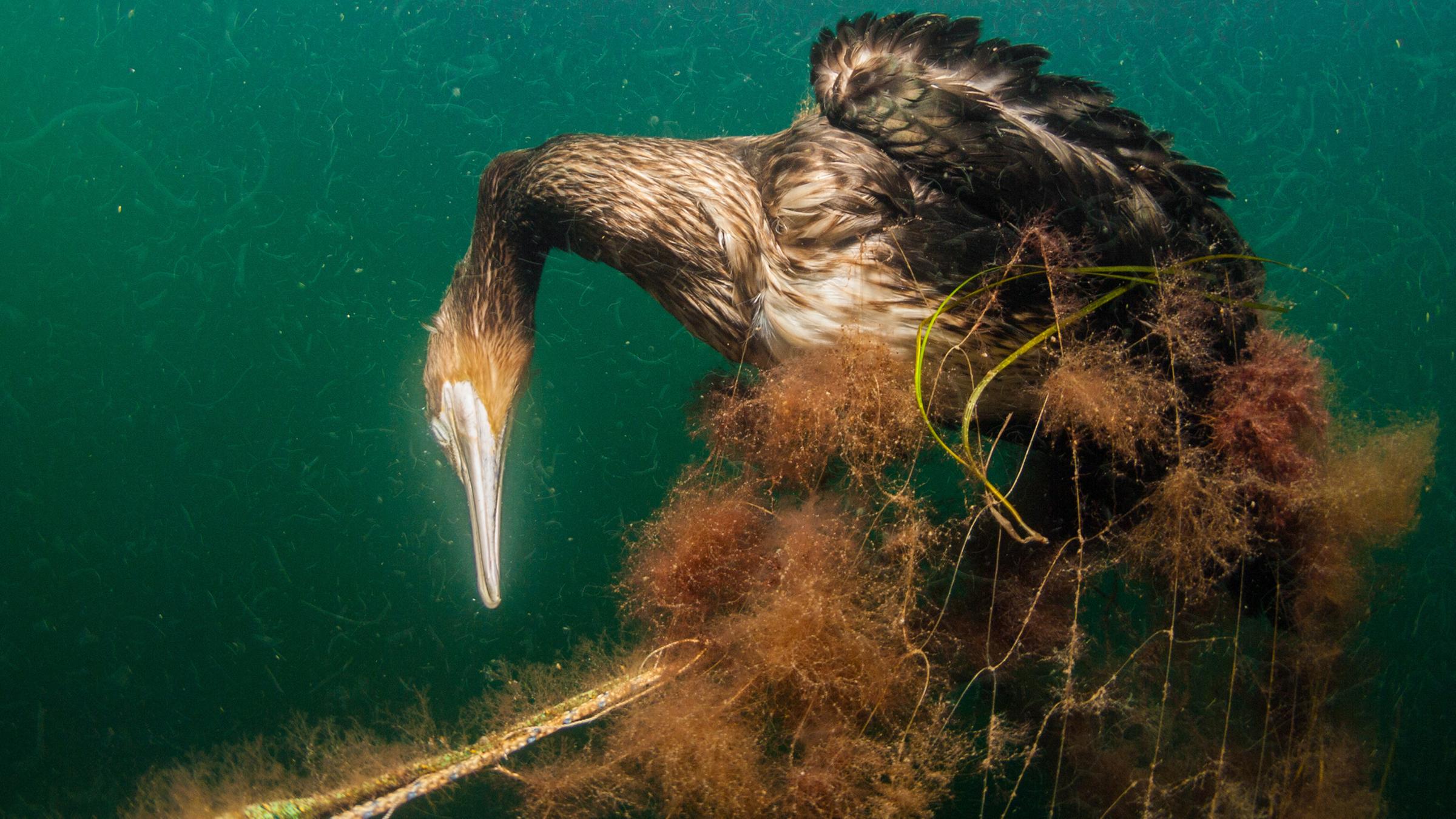 Toter Kormoran im Geisternetz.