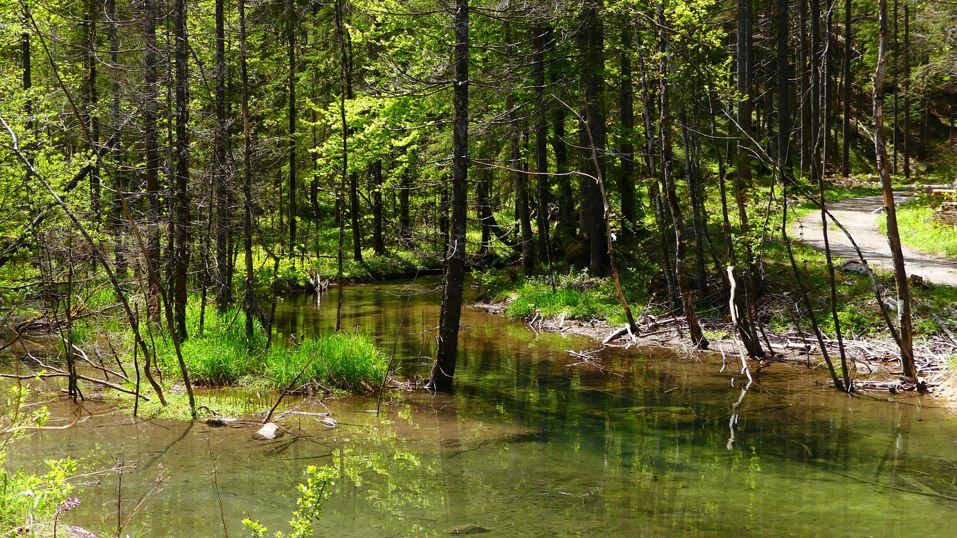 Eine Gewässerlandschaft mit einem Auwald im Hintergrund.