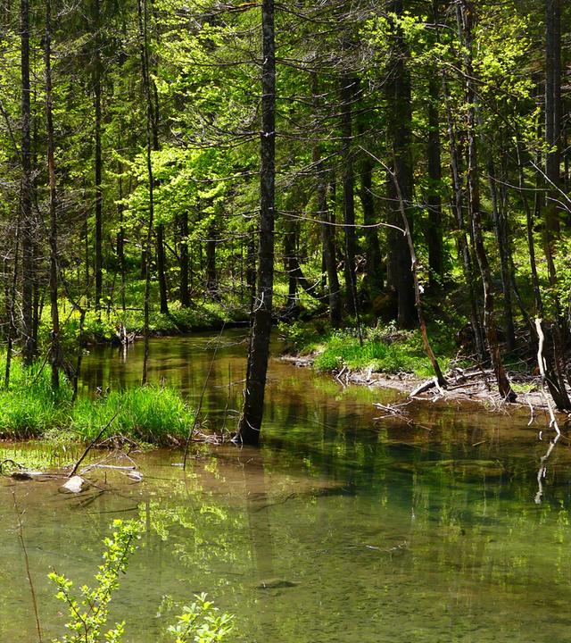 Eine Gewässerlandschaft mit einem Auwald im Hintergrund.