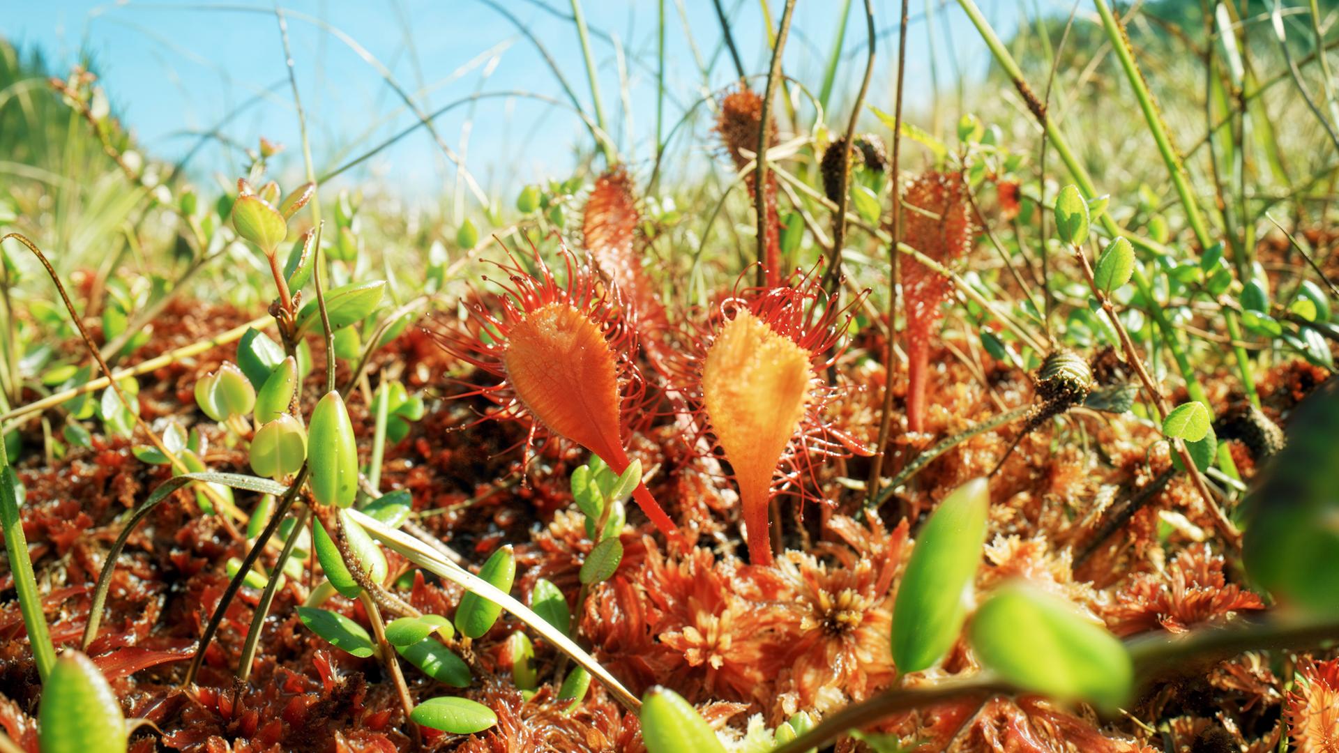 Bild von einem Sonnentau, eine fleischfressende Moorpflanze.