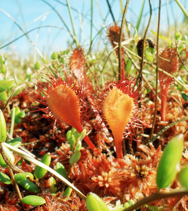 Bild von einem Sonnentau, eine fleischfressende Moorpflanze.