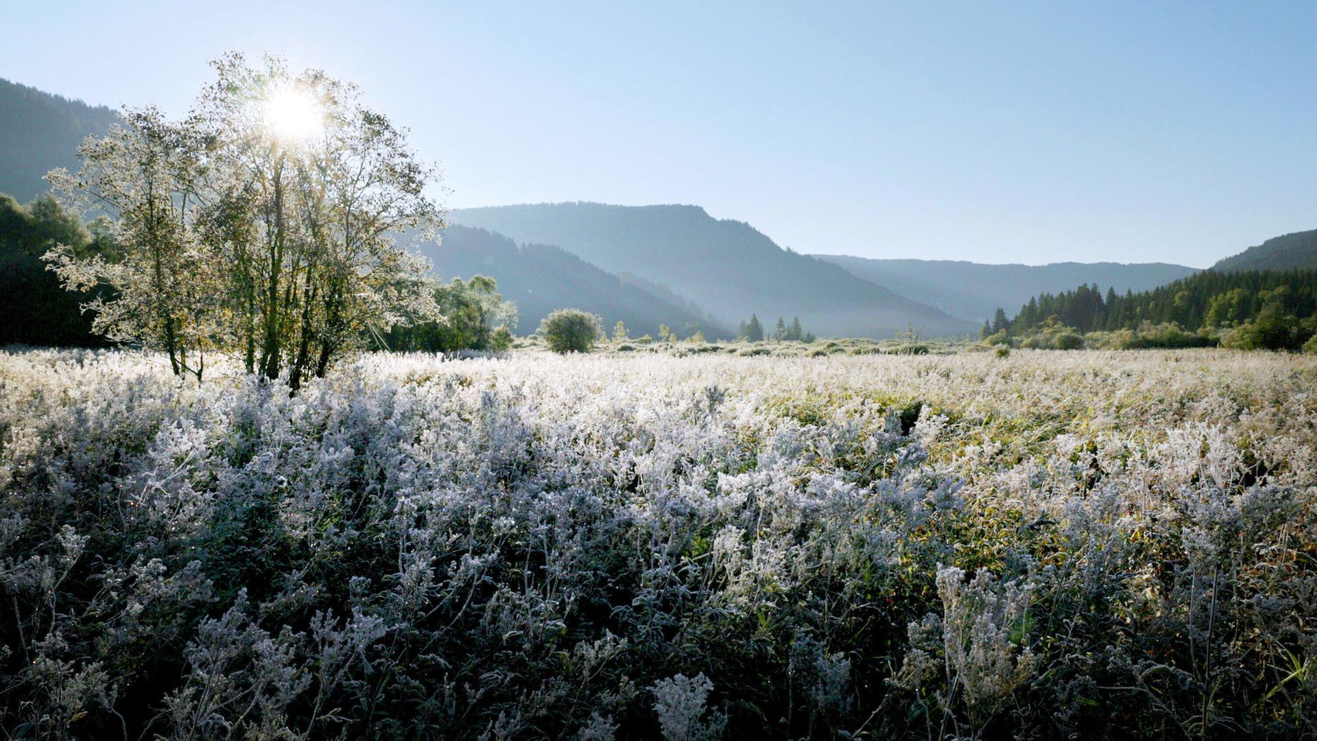 Sonnenaufgang über dem Hörfeldmoor im Naturpark Zirbitzkogel-Grebenzen, mit frostbedeckter Vegetation im Vordergrund und Hügeln im Hintergrund.