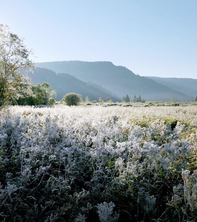 Sonnenaufgang über dem Hörfeldmoor im Naturpark Zirbitzkogel-Grebenzen, mit frostbedeckter Vegetation im Vordergrund und Hügeln im Hintergrund.