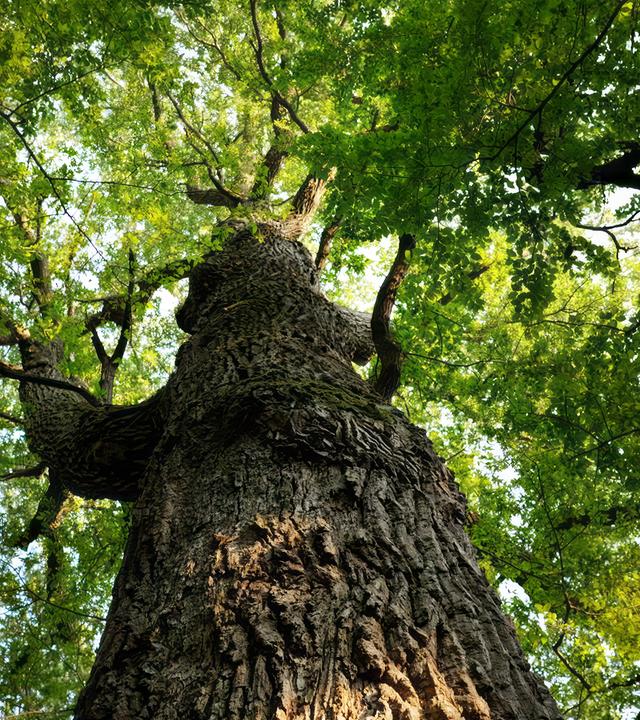 Ein Baum mit Blick hinauf in die Blätterkrone