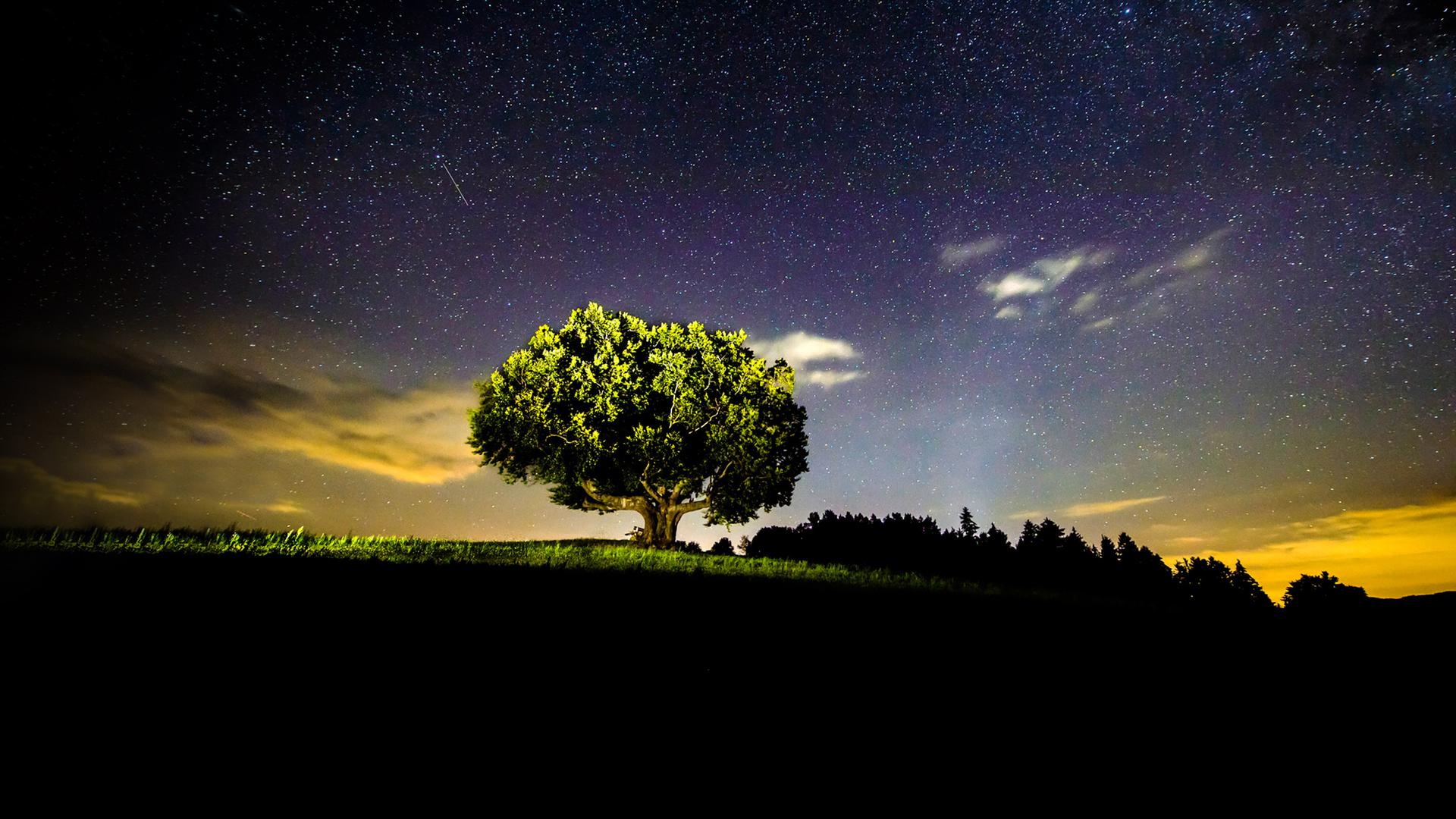 Angestrahlte Rotbuche vor abendlichem Sternenhimmel