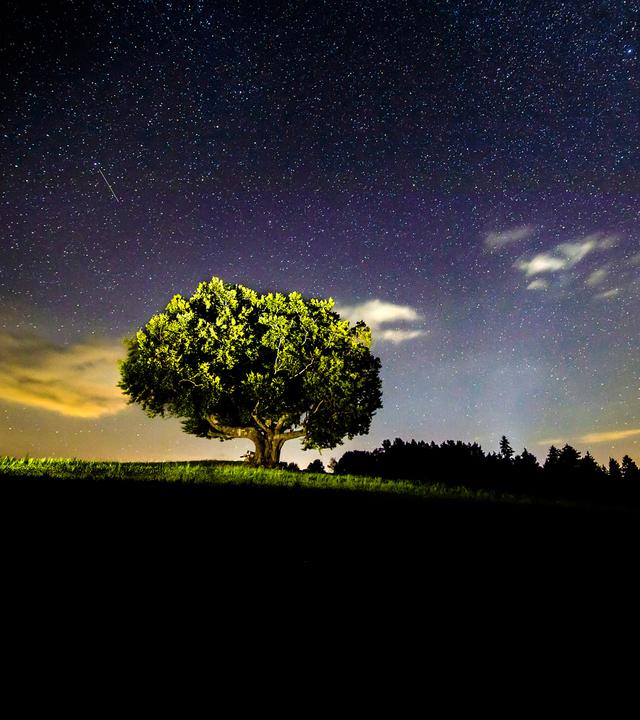 Angestrahlte Rotbuche vor abendlichem Sternenhimmel