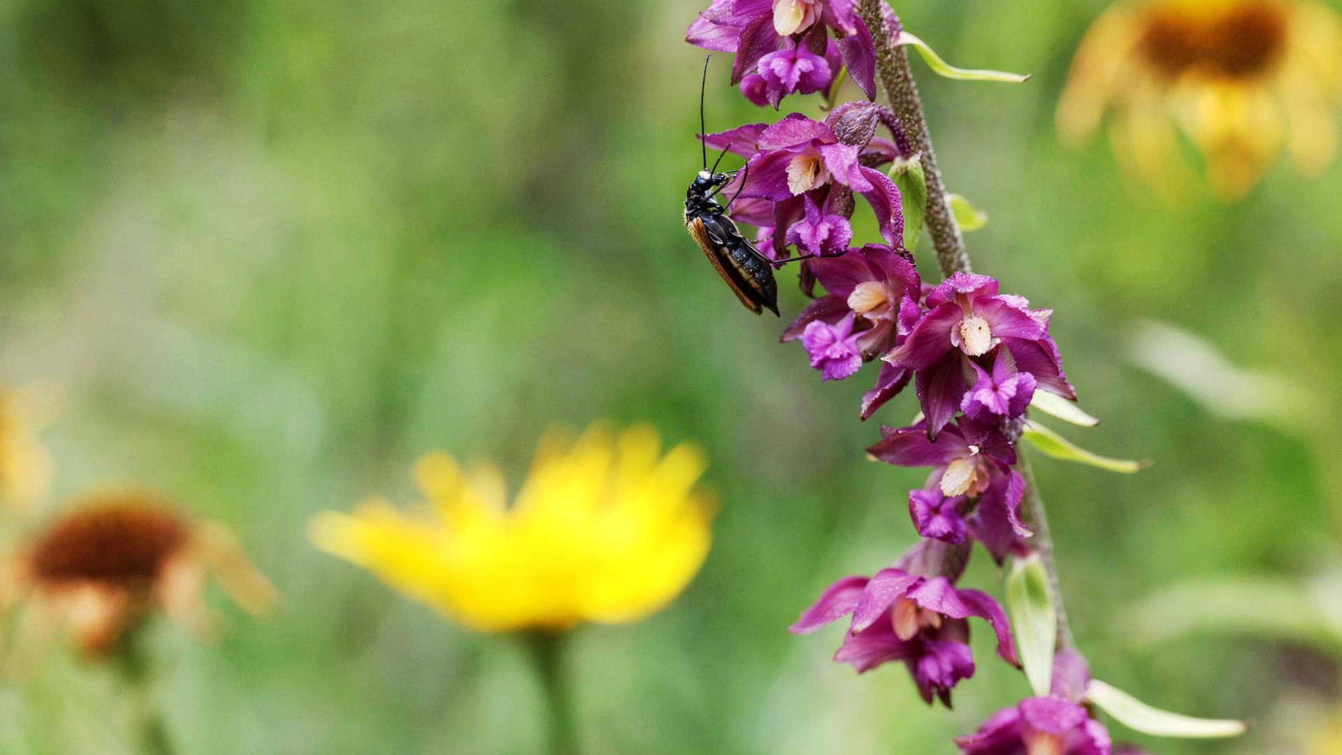 Wiesenmakro, Blumenwiese, Detail