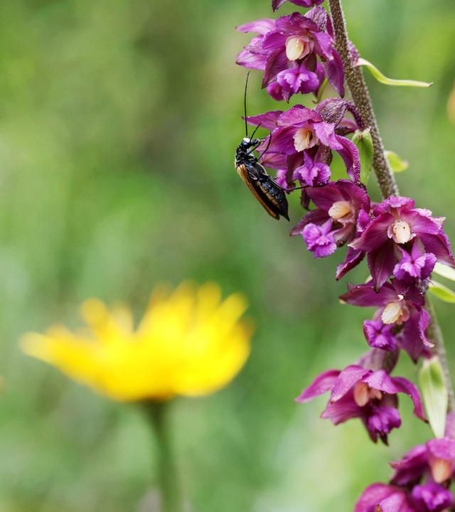 Wiesenmakro, Blumenwiese, Detail