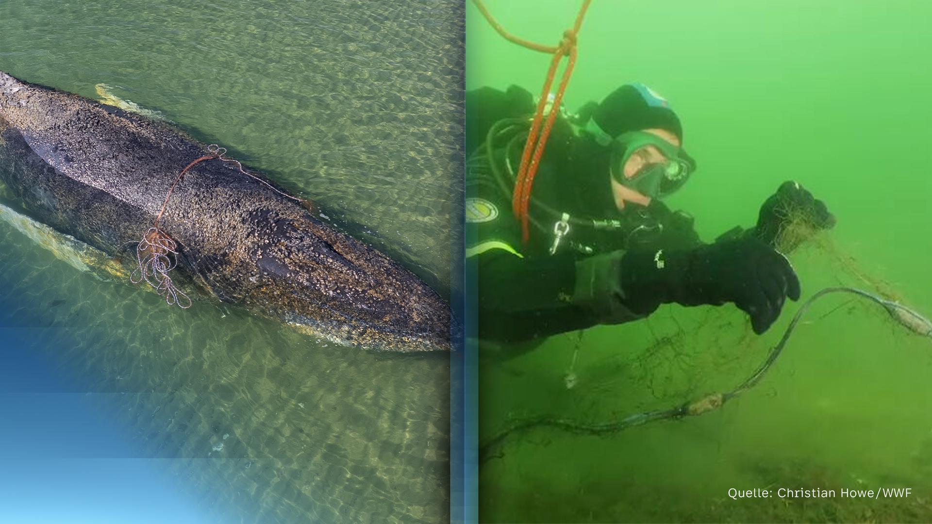 Ein Taucher entfernt Geisternetze aus dem Meer / Ein Wal