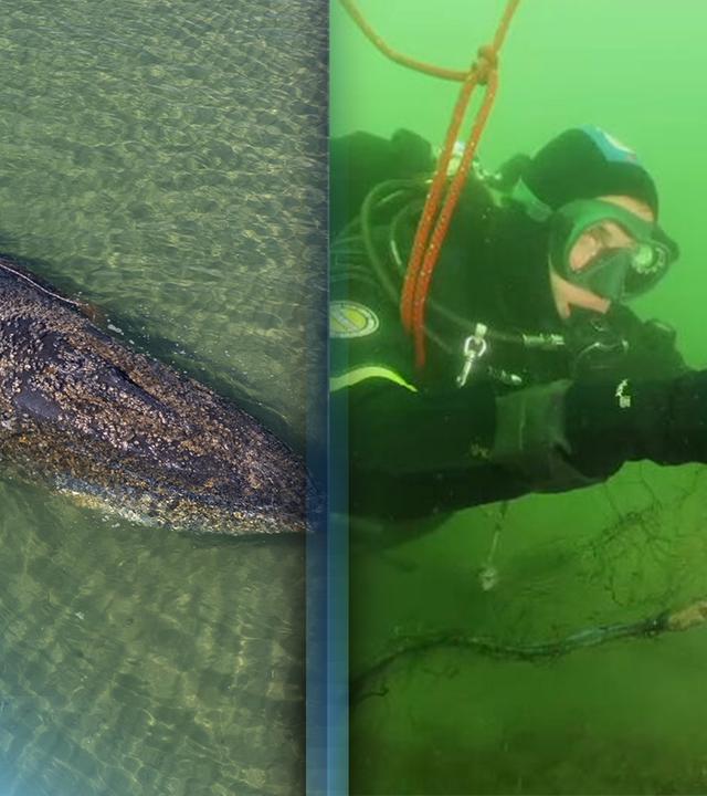 Ein Taucher entfernt Geisternetze aus dem Meer / Ein Wal