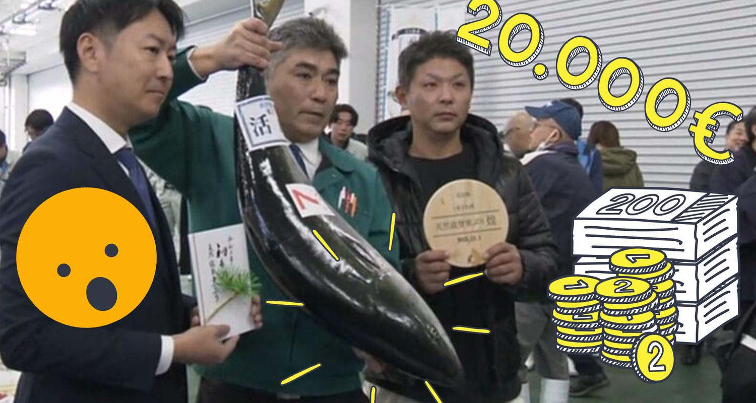 Gelbschwanzmakrele versteigert