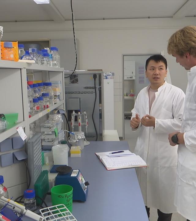 Gentechnik gegen aussterbende Bananen