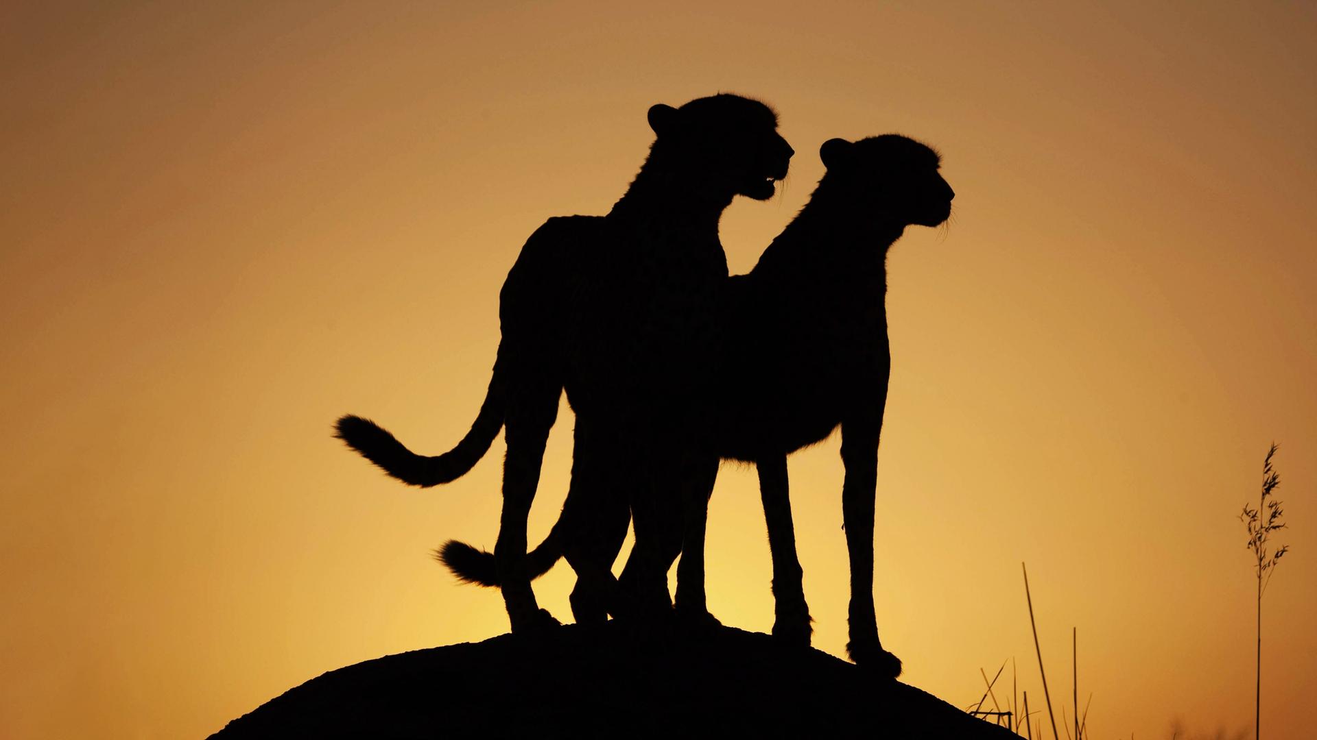 Zwei Geparden auf einer Erhebung, von denen nur die dunklen Umrisse vor einem gelb-orangefarbenen Himmel zu sehen sind.