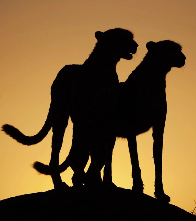 Zwei Geparden auf einer Erhebung, von denen nur die dunklen Umrisse vor einem gelb-orangefarbenen Himmel zu sehen sind.