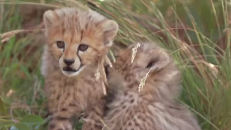 Ein junger Gepard.