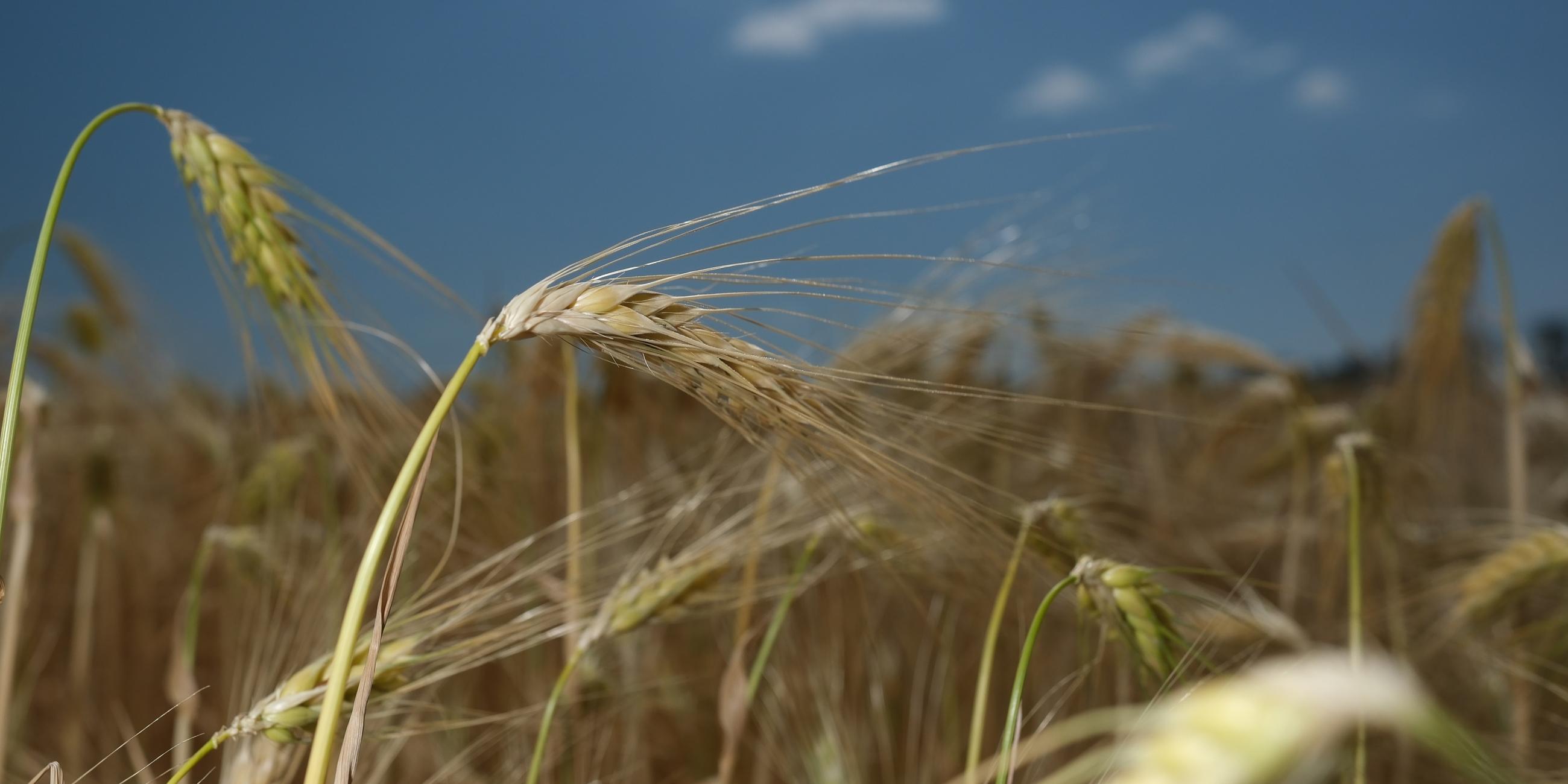 Gerste steht auf einem Feld in Nordsachsen im Gegenlicht der Sonne. 