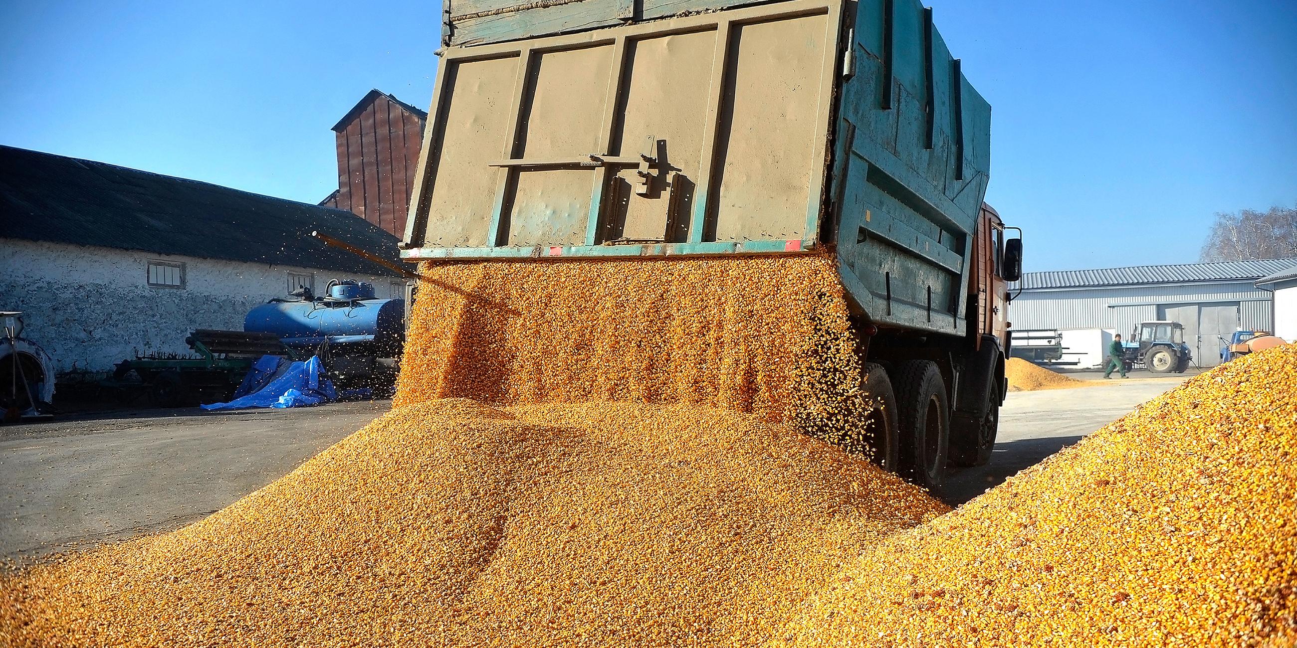 Laster lädt Mais auf dem Bauernhof Roksana-K in Winnyzja, Ukraine, ab