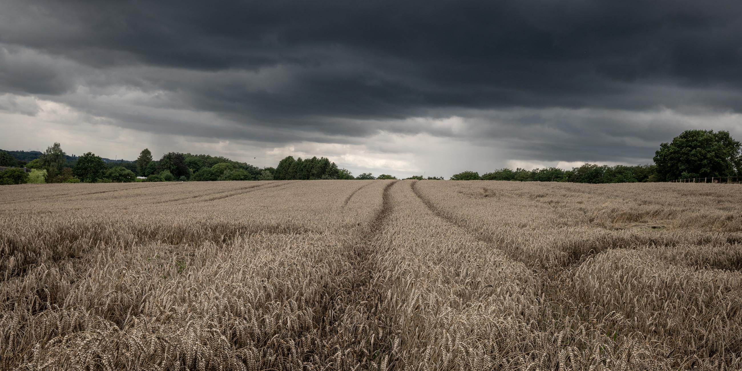 Dunkle Wolken stehen über einem Weizenfeld in der Nähe von Wermelskirchen. Das wechselhafte Wetter hat die Ernte von Raps und Weizen im Rheinland ausgebrems