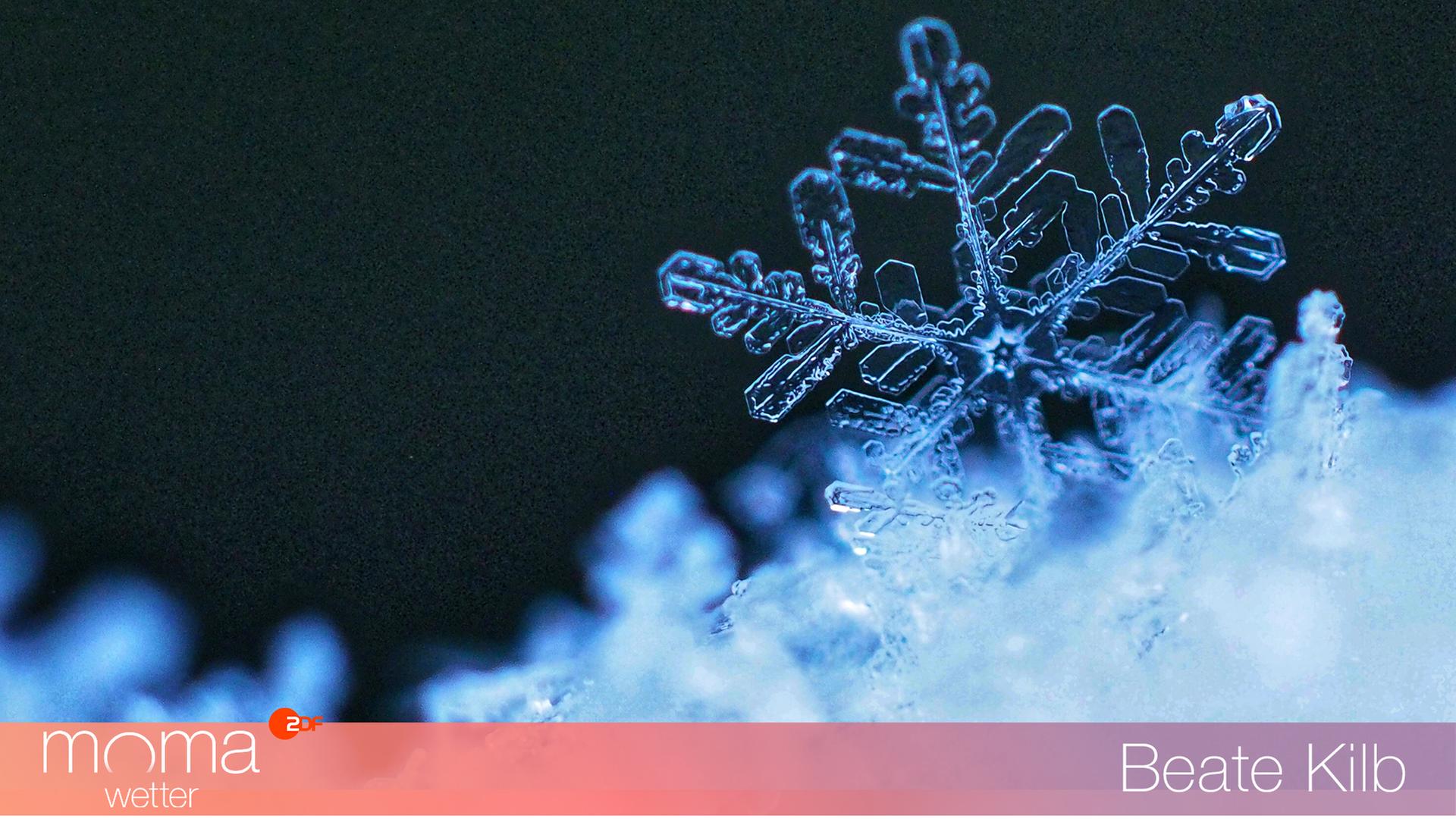 Eiskristall auf einem schneebedeckten Fichtenzweig im Sauerland