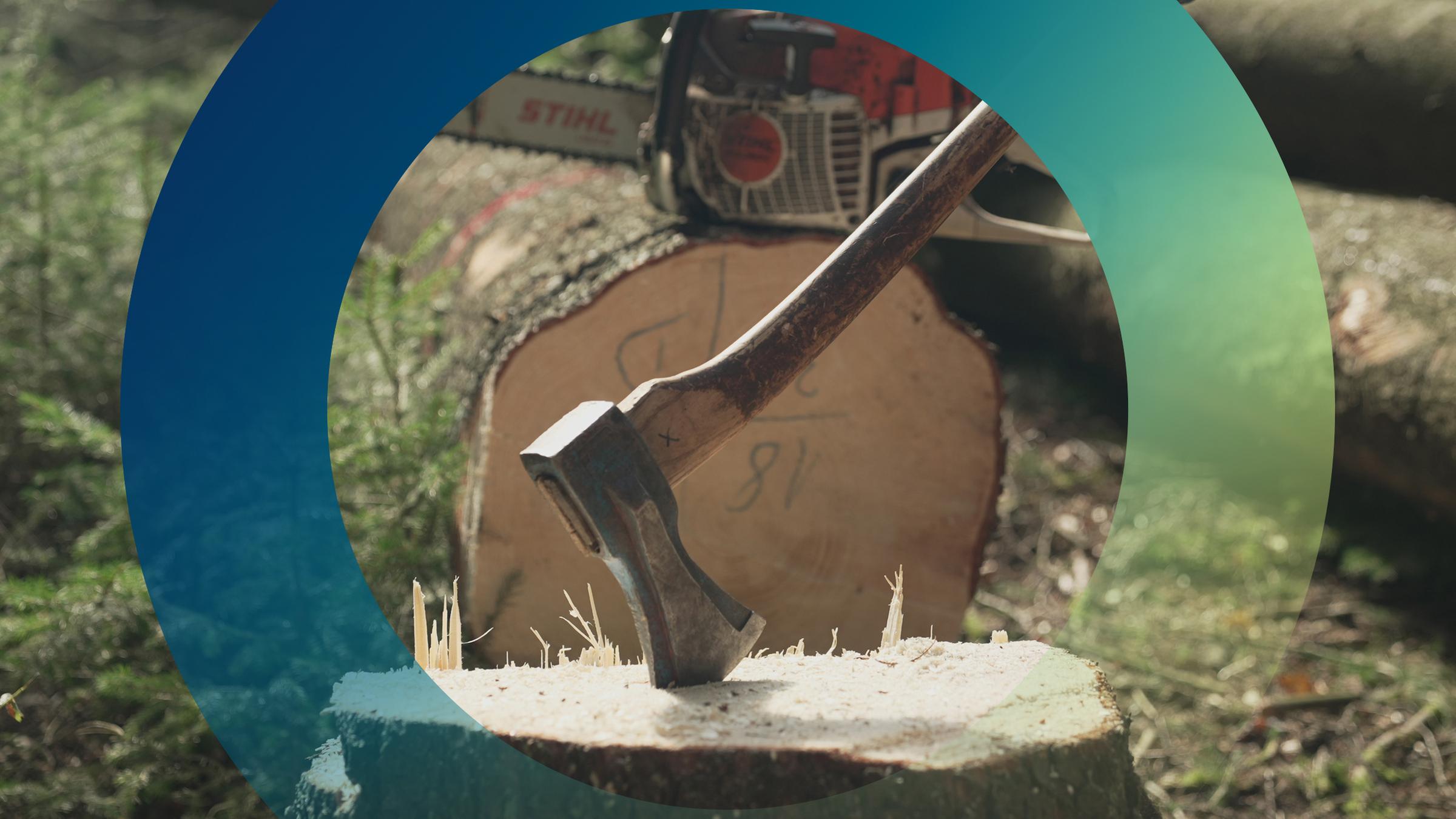 Axt und Motorsäge vor Baumstämmen
