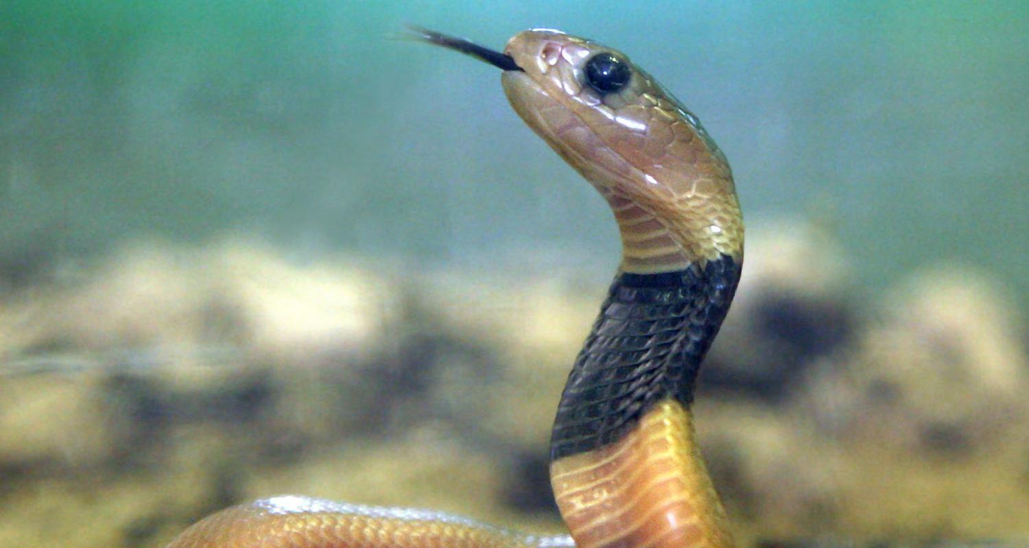 Eine kleine Speikobra