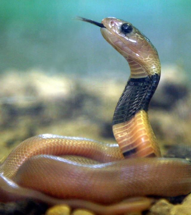 Eine kleine Speikobra