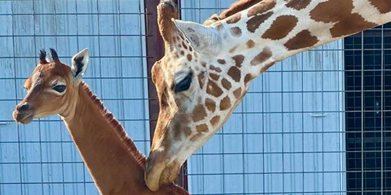 Die Giraffenmutter berührt im Brights-Zoo ihren Nachwuchs, der ohne Flecken zur Welt kam