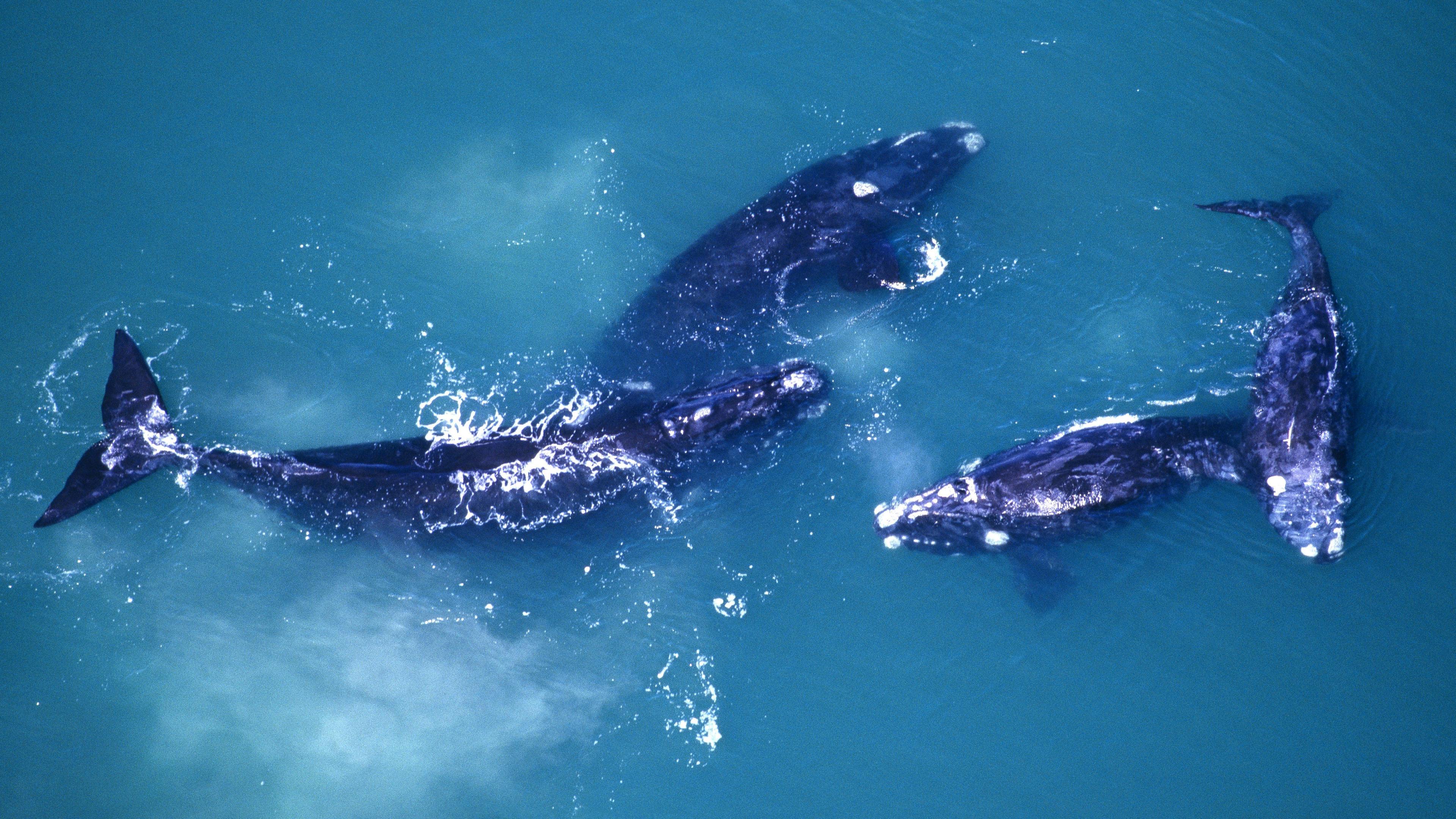 Eine Gruppe von Walen bei Paarungsspielen aus der Luft gesehen 