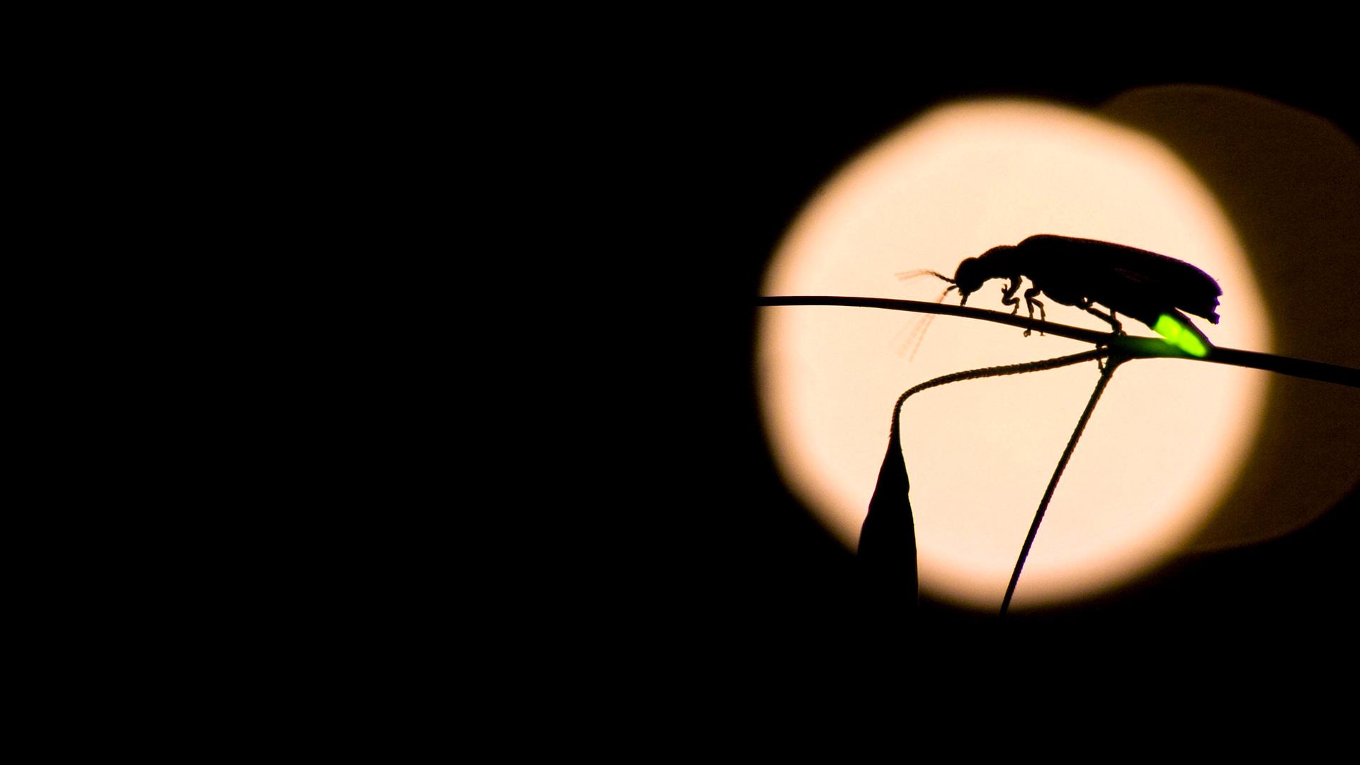 Glühwürmchen leuchtet im Dunkeln