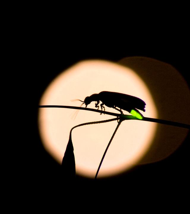 Glühwürmchen leuchtet im Dunkeln