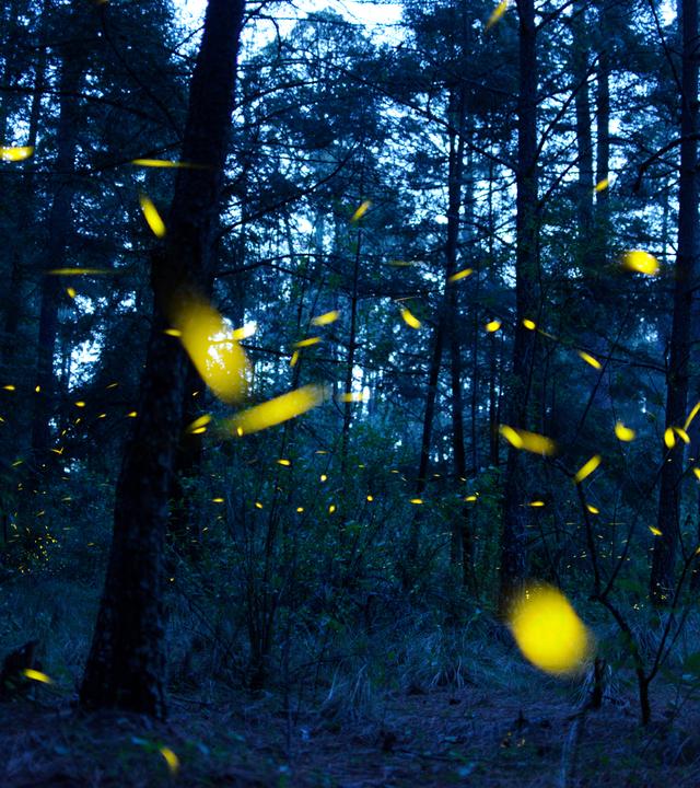 Leuchtende Glühwürmchen fliegen im dunklen Wald