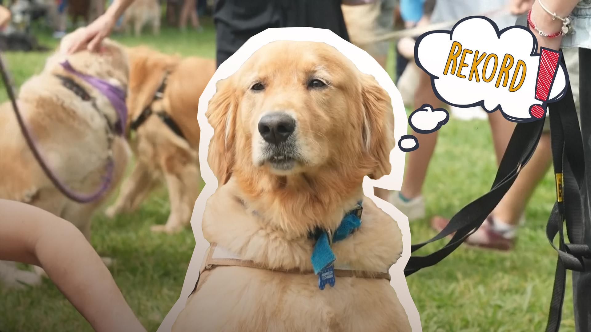 Ein sitzender Golden Retriever über ihm eine Gedankenblase mit "REKORD".