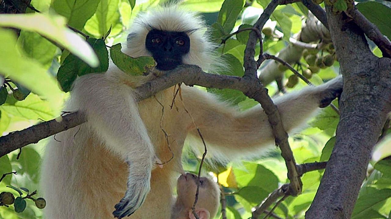 Ein Goldlangur mit seiner Mutter