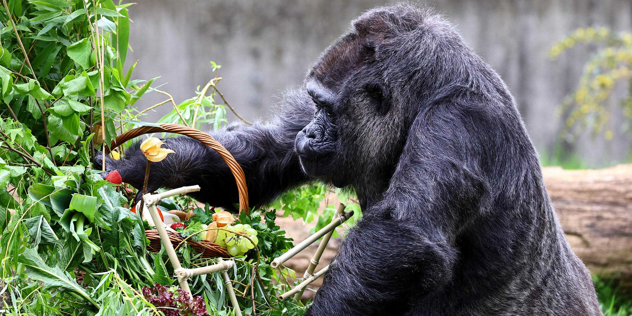 Weiblicher Gorilla wird 67 Jahre alt
