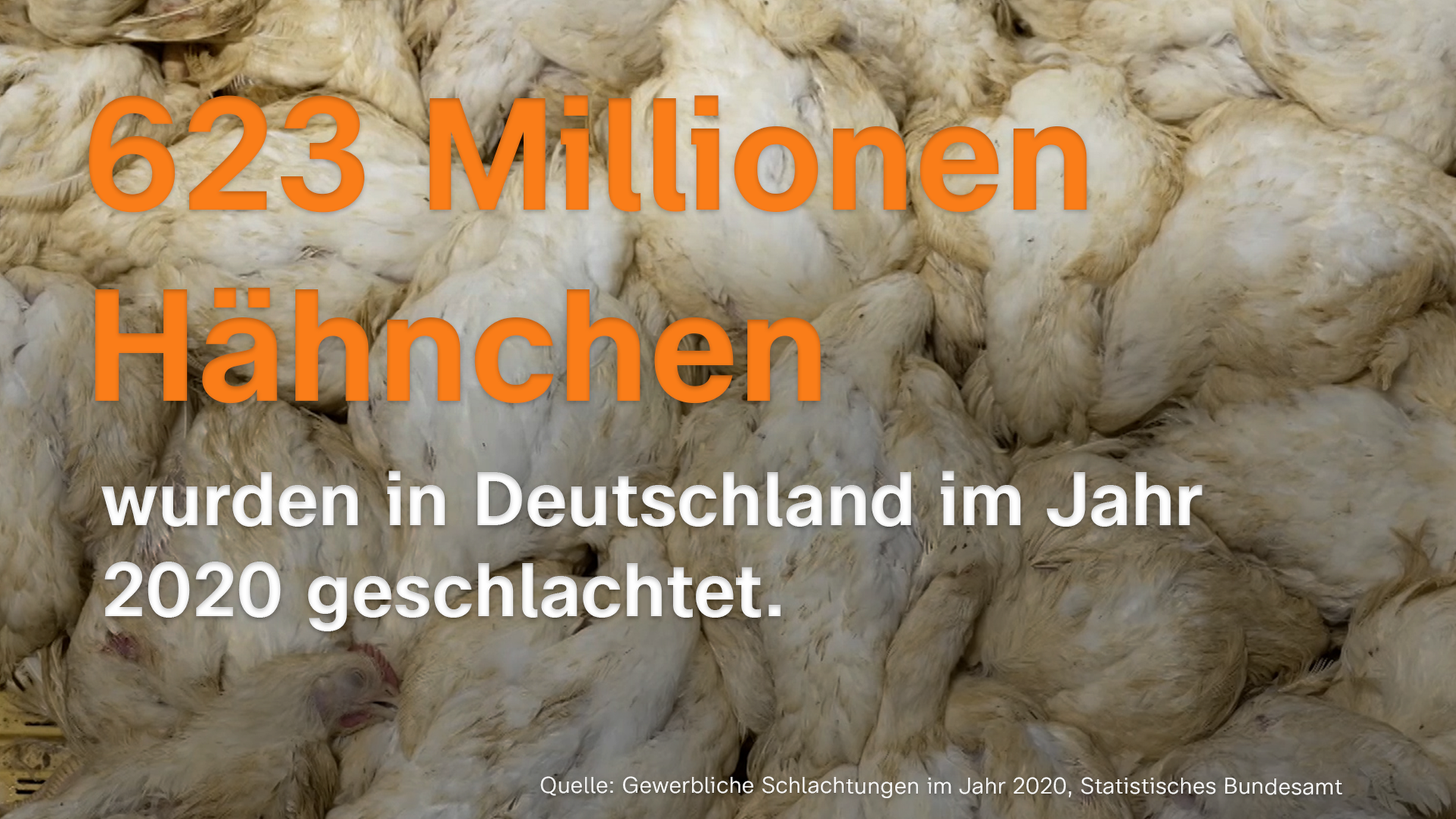 Tote Hähnchen, weiß, massenhaft. Darauf Text: 623 Millionen Hähnchen wurden 2020 geschlachtet.