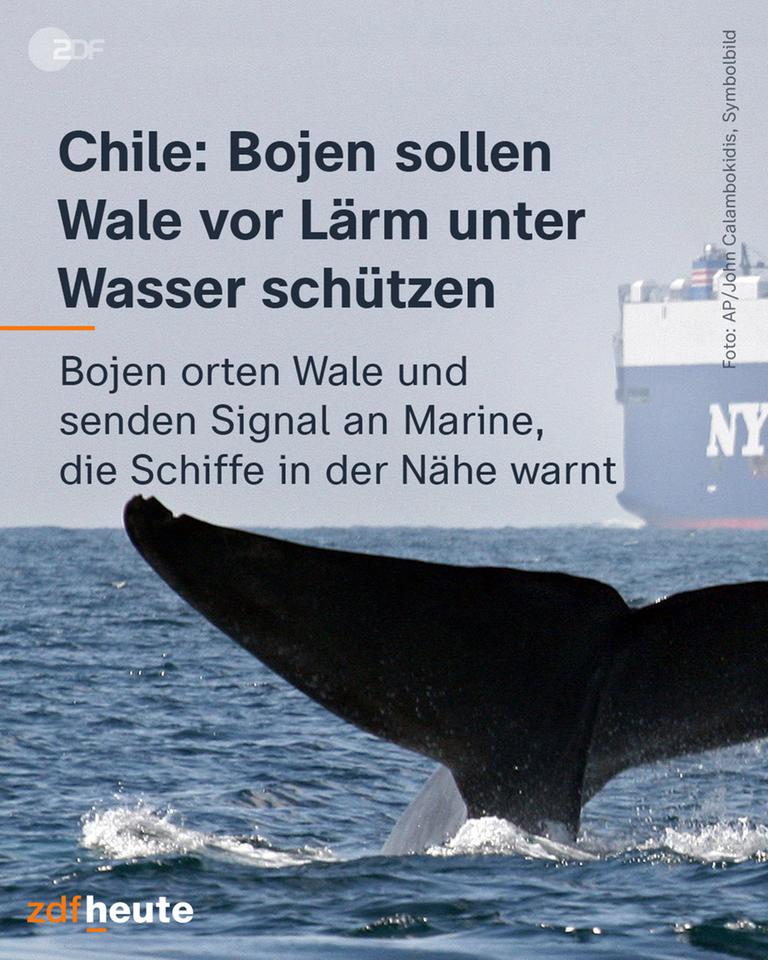Chile: Bojen sollen Wale vor Lärm unter Wasser schützen