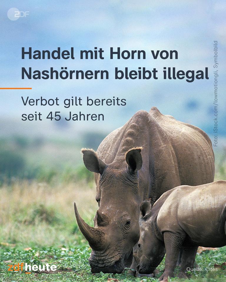 Grafik: Handel mit Horn von Nashörnern bleibt illegal