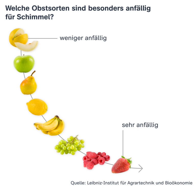 Die Grafik zeigt, welches Obst schnell schimmelt (Erdbeeren) und welches nicht (Melonen)