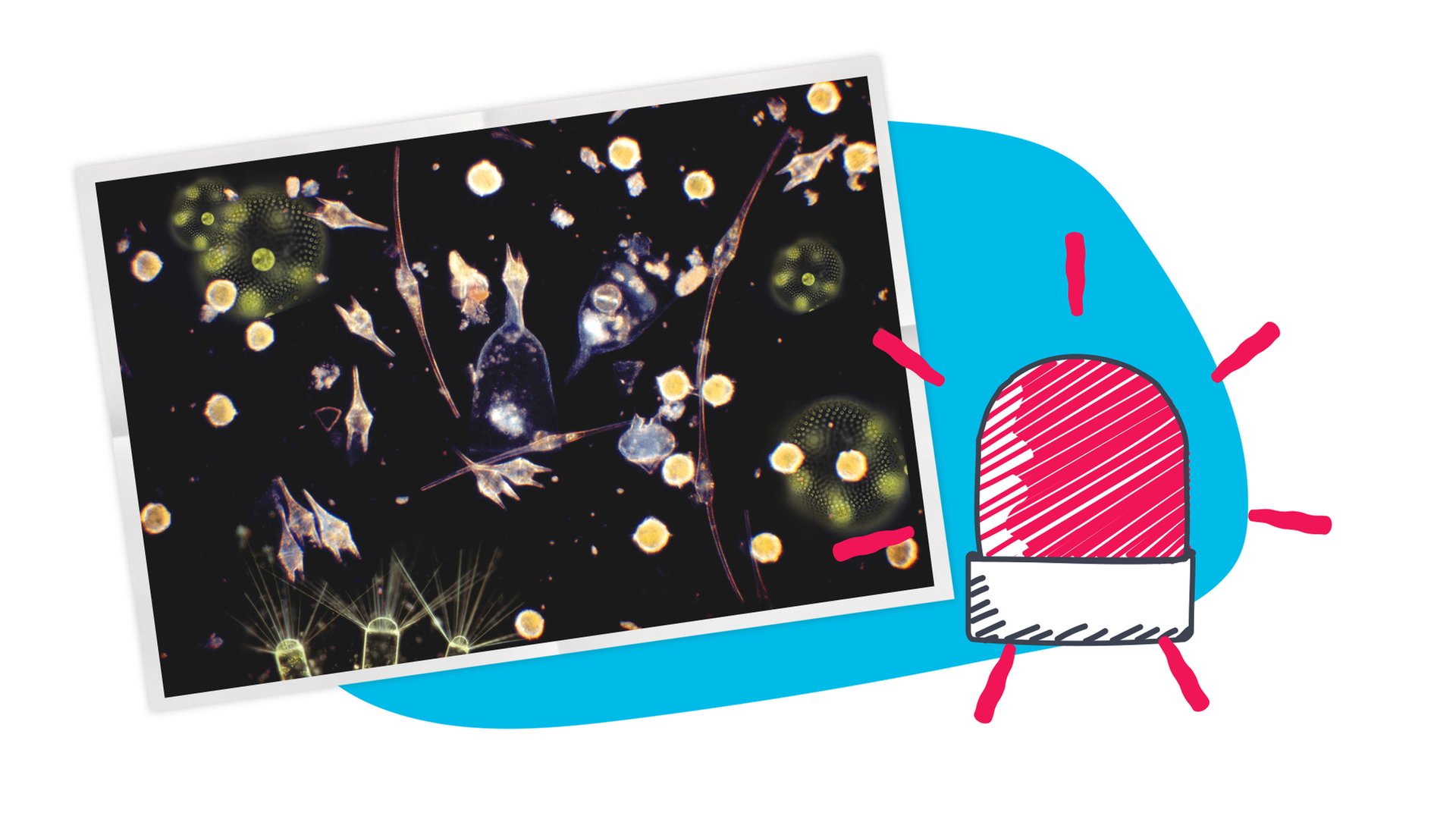 Bild für Weniger Phytoplankton im Meer 