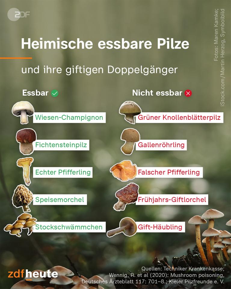 Grafik: Heimische essbare Pilze