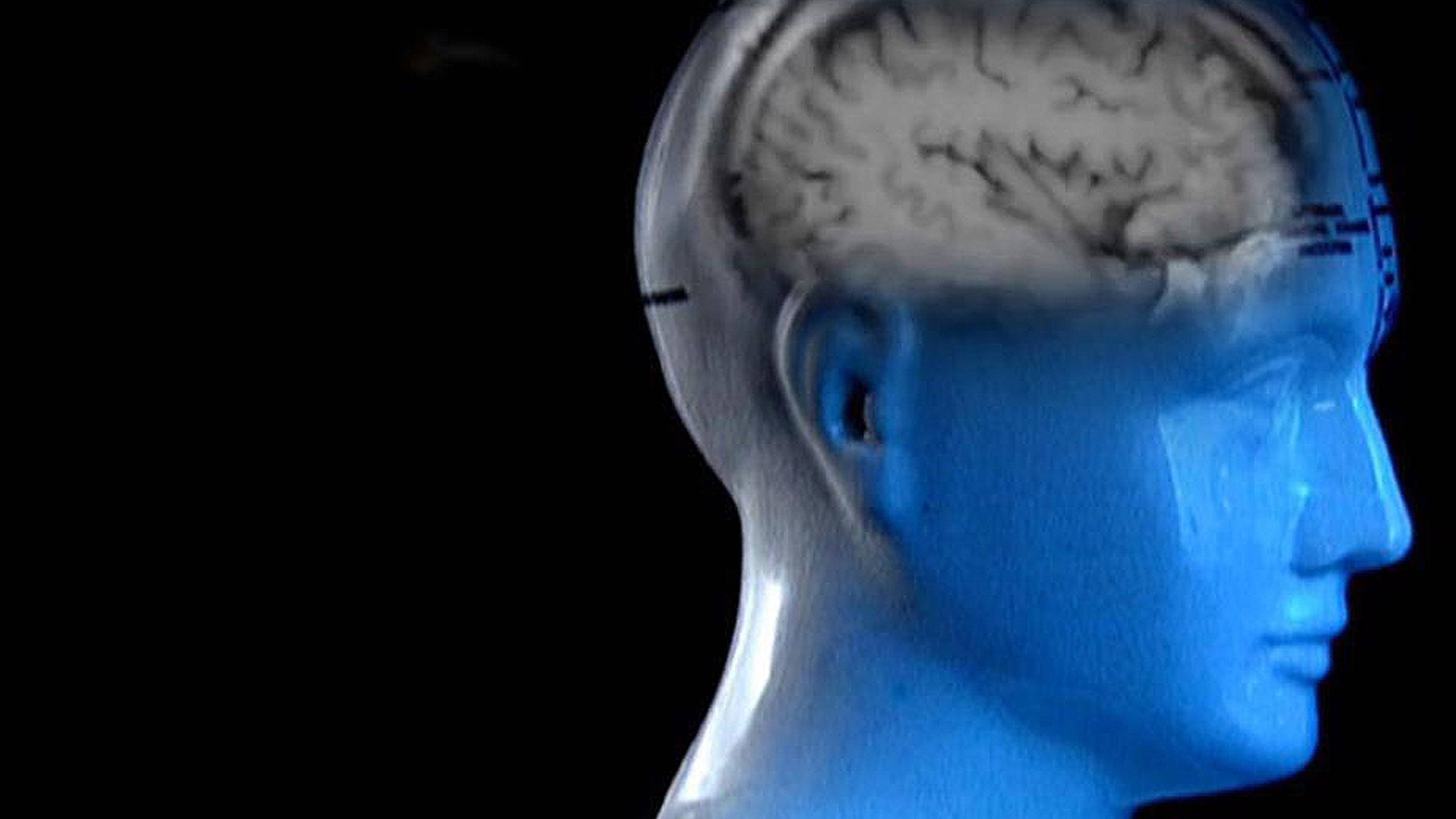 "Dem Verbrechen auf der Spur:  Das Profil des Täters": Grafik/real: Modellkopf mit Gehirn